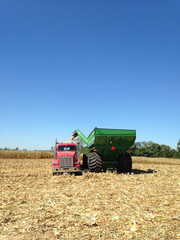 Fototapeta premium Corn harvest with red truck and green grain cart