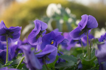 Closeup of Vivid Purple Flowers
