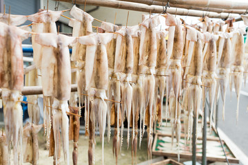 Drying squid hanging on the rack