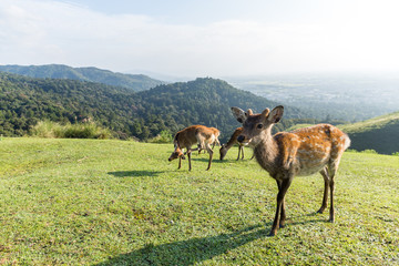 Deer take rest in park