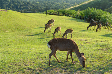 Group of deer at outdoor © leungchopan