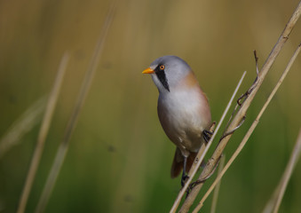 Bearded Tit - Panurus biarmicus