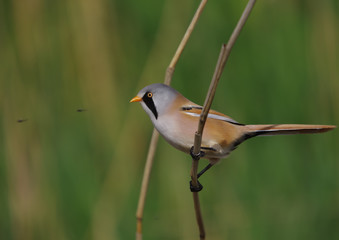 Bearded Tit - Panurus biarmicus