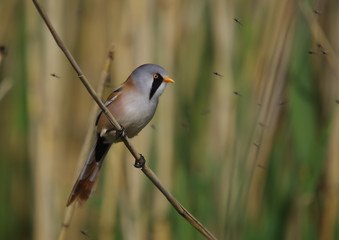 Bearded Tit - Panurus biarmicus