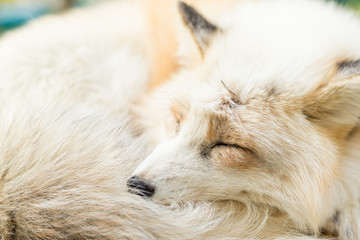 Obraz premium Sleepy Fox