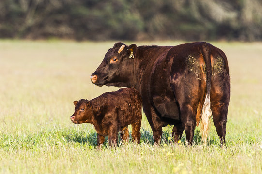 Newly born calf standing within close protection of its mother