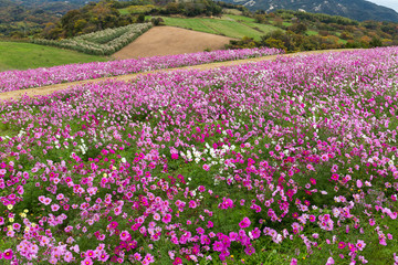 Pink Cosmos flowers field