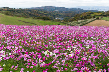 Pink Cosmos flower