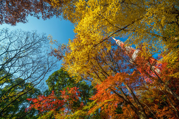 Tokyo Tower with blue sky in Japan