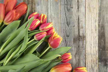Red and Yellow Tulips