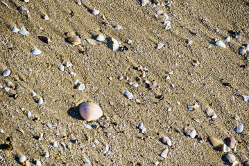 shells on the sand