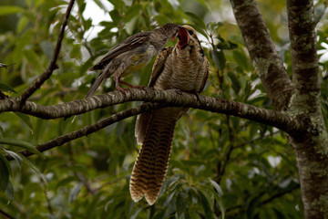 Eastern Koel and Wattlebird