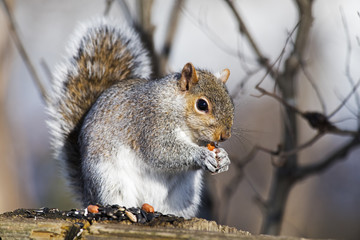 Obraz premium Eastern Gray Squirrel 