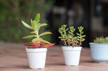 Soft focus of Succulents or cactus in pot on wooden board.