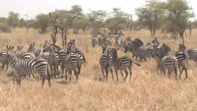 CLOSE UP: Big harem of curious wild zebras running on vast African savannah