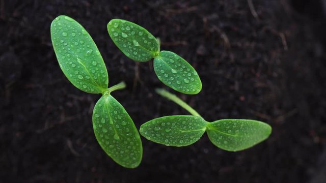 water spraying sprout seed