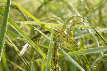 rice spike in Paddy field on autumn