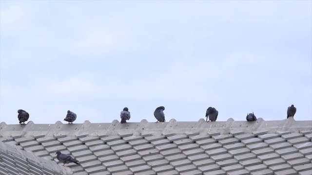 pigeons on roof