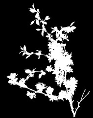 cherry tree isolated blossoming branch white silhouette