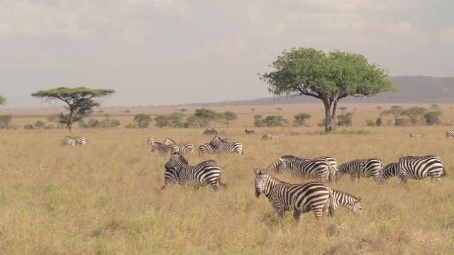 AERIAL: Big zebra family spread across African savannah field grazing on meadow
