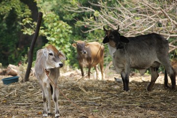 Exotic Cows