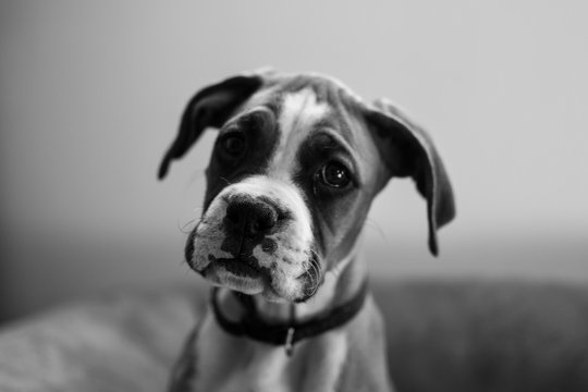Grayscale Boxer