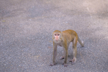 Portrait of crab-eating macaque in national park, Thai monkey