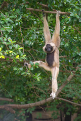 White Cheeked Gibbon cute monkey on tree