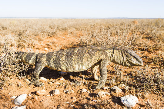 Rock Monitor lizard hunting in arid scrubveld
