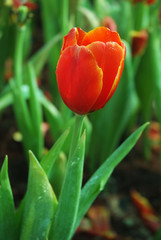 Beautiful close up macro photo of red tulip
