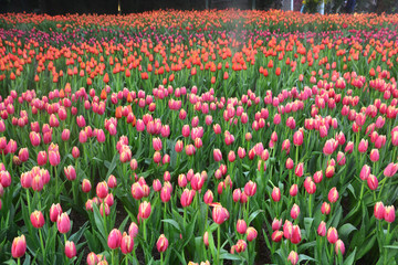 colorful tulips in tulip field