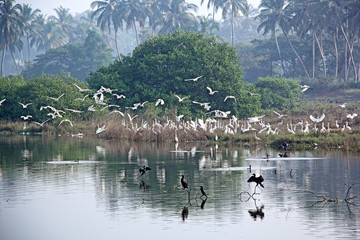 Flock of migratory heron and stork birds flying and settling on a lake in the winter morning for...