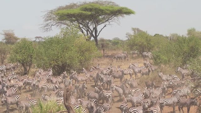 CLOSE UP: Cute zebras jostling on arid dusty glide in savannah woodland forest