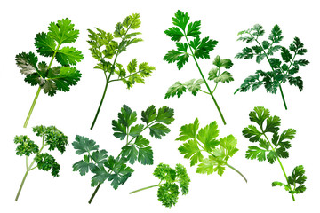 Apiaceae herbs, clipping paths - obrazy, fototapety, plakaty