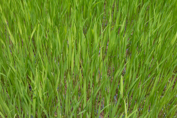 Rice seedlings,The beginning of a rice plant or Rice plant.