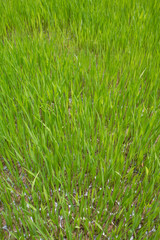 Rice seedlings,The beginning of a rice plant or Rice plant.