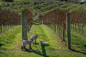 Obraz premium Lambs in vinyard