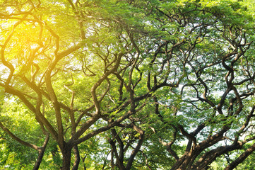 Beautiful plant and tree in public park with light flare, tranqu