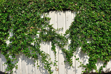 Fototapeta na wymiar Green plant hanging on white wall.