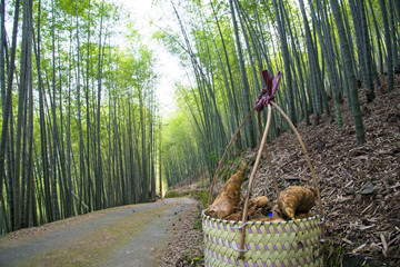 Bamboo shoots harvesting