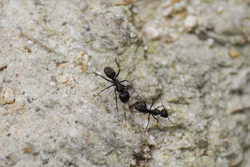 Mengshan scenic area.