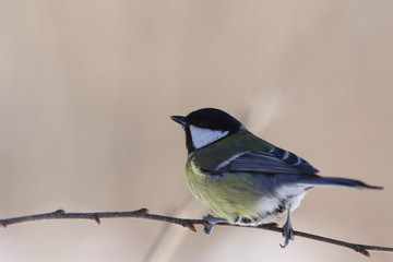 Titmouse sitting on a thin branch of a walnut