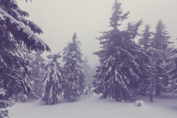 Winter forest Instagram filter