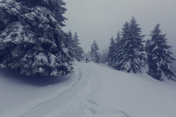 Obraz premium Winter forest