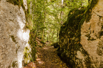 Noiraigue, Val de Travers, Jura, Areuseschlucht, Schlucht, Wald, Wanderweg, Felswand, Naturweg, Herbst, Wanderferien, Schweiz