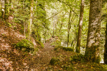Obraz premium Noiraigue, Val de Travers, Jura, Areuseschlucht, Schlucht, Wald, Waldweg, Wanderweg, Herbst, Herbstwanderung, Schweiz