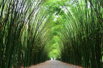 Tunnel bamboo trees and walkway