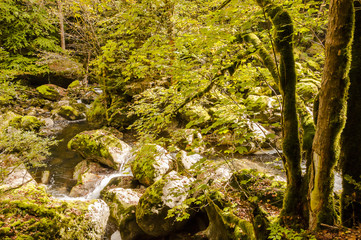 Noiraigue, Areuse, Fluss, Areuseschlucht, Schlucht, Areuse-Schlucht, Val de Travers, Jura, Moos, Steine, Herbstlaub, Herbstfarben, Herbst, Schweiz