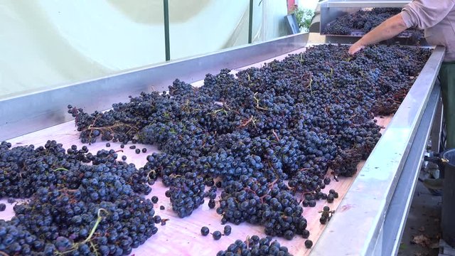 Harvest red vine-Manual sorting table, Worker processing freshly harvested grapes
