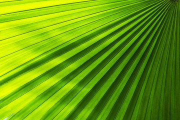 Palm leaves texture with shadow